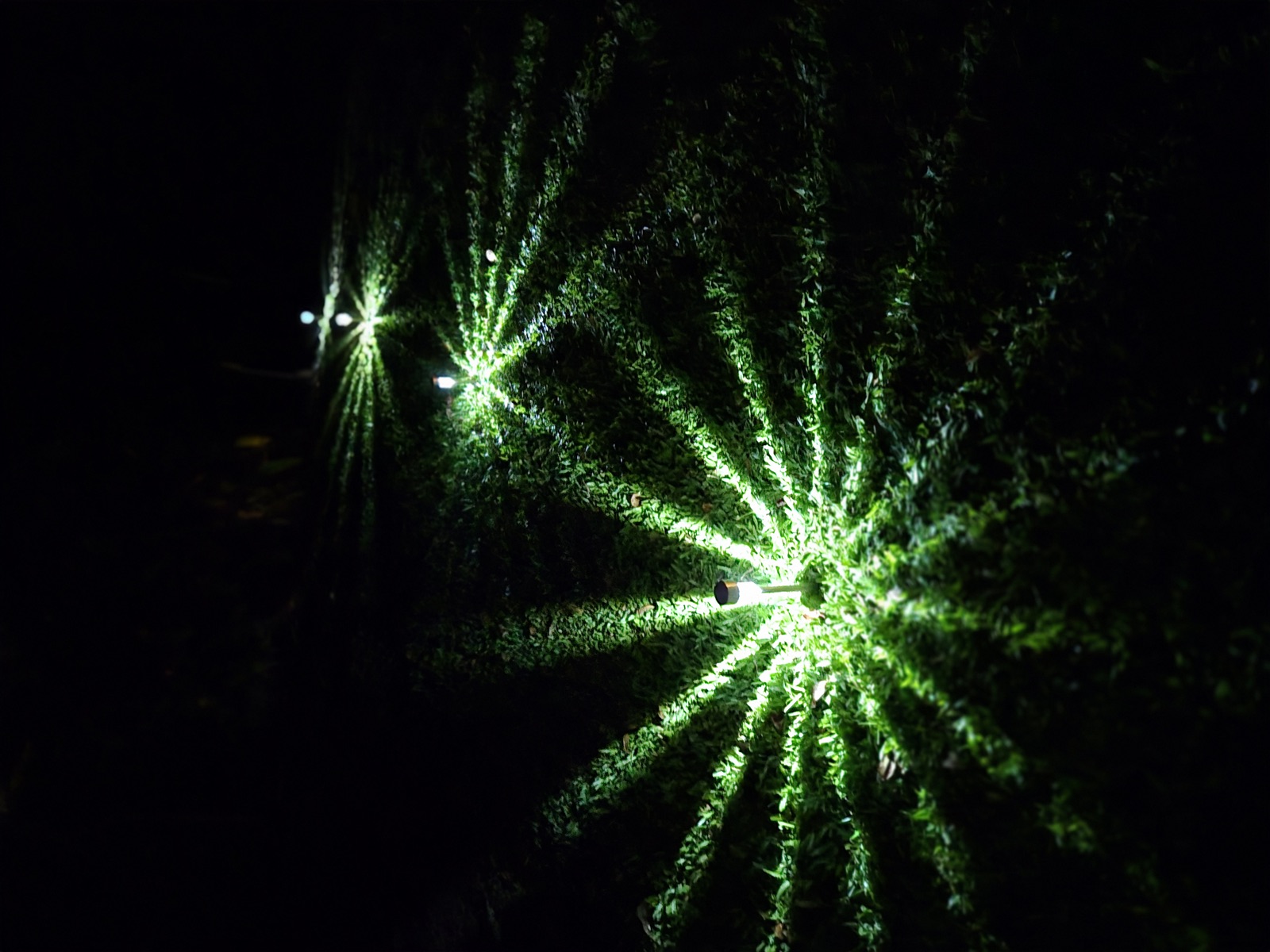 A path light stars the grass