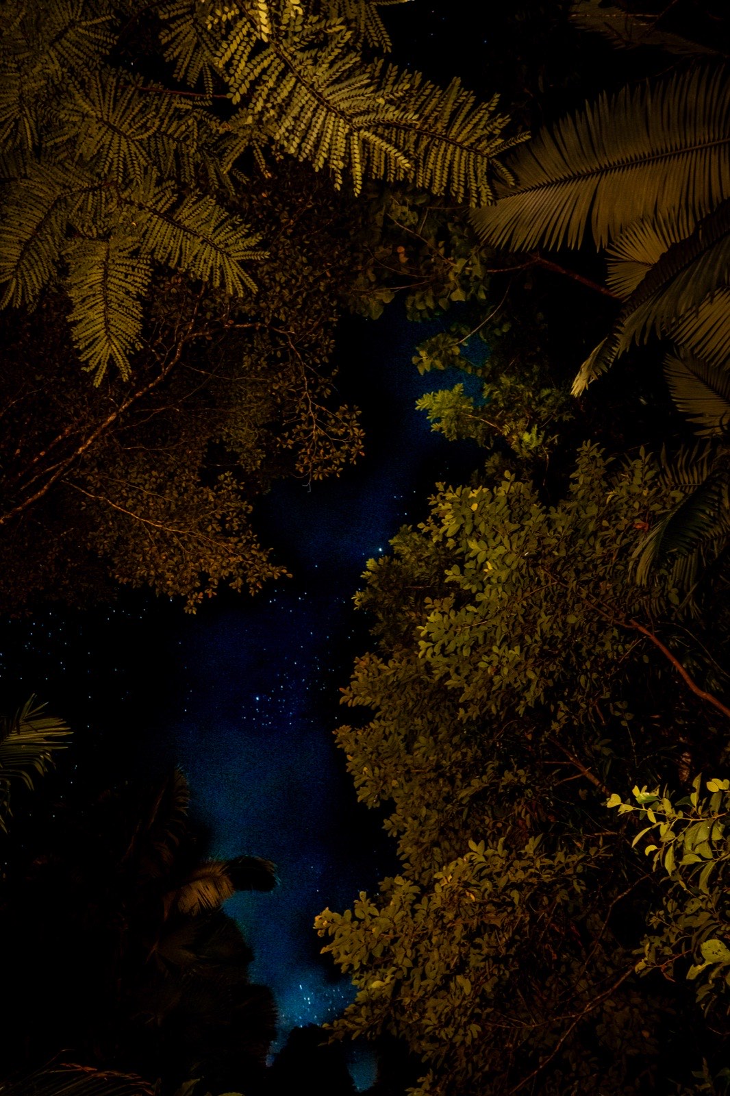 Looking up through the palms to the stars